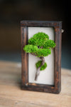 A Small Tree in the East - Wall Hanging edition (Preserved Plants)