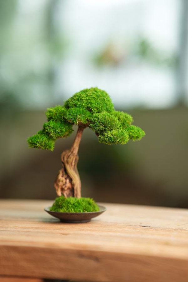 Greenwood - Freshman (Preserved Plants)