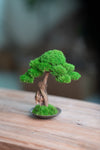 Greenwood - Freshman (Preserved Plants)
