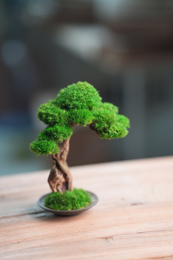 Greenwood - Freshman (Preserved Plants)