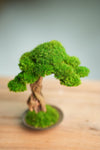 Greenwood - Freshman (Preserved Plants)