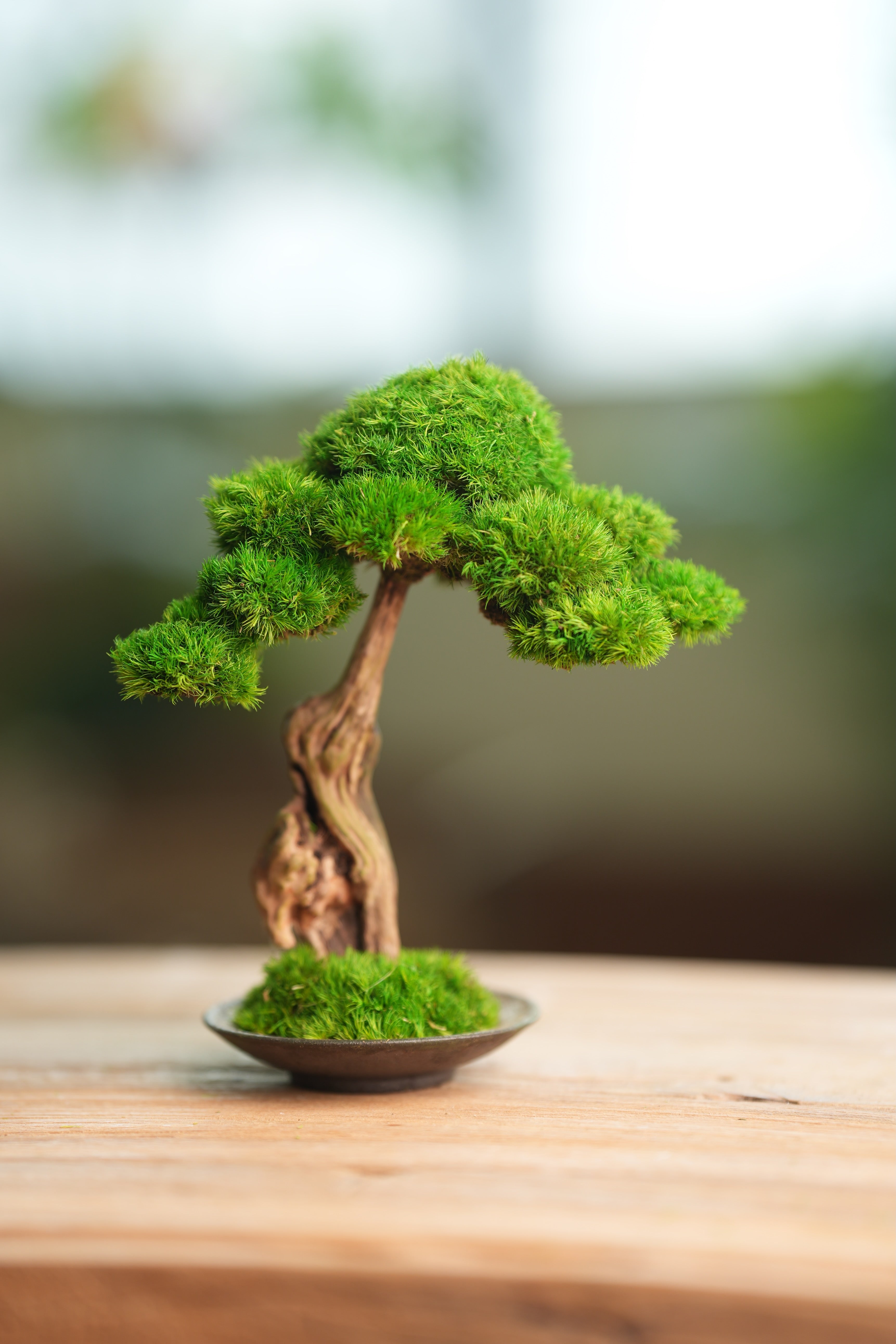 Greenwood - Freshman (Preserved Plants)