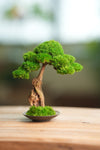 Greenwood - Freshman (Preserved Plants)