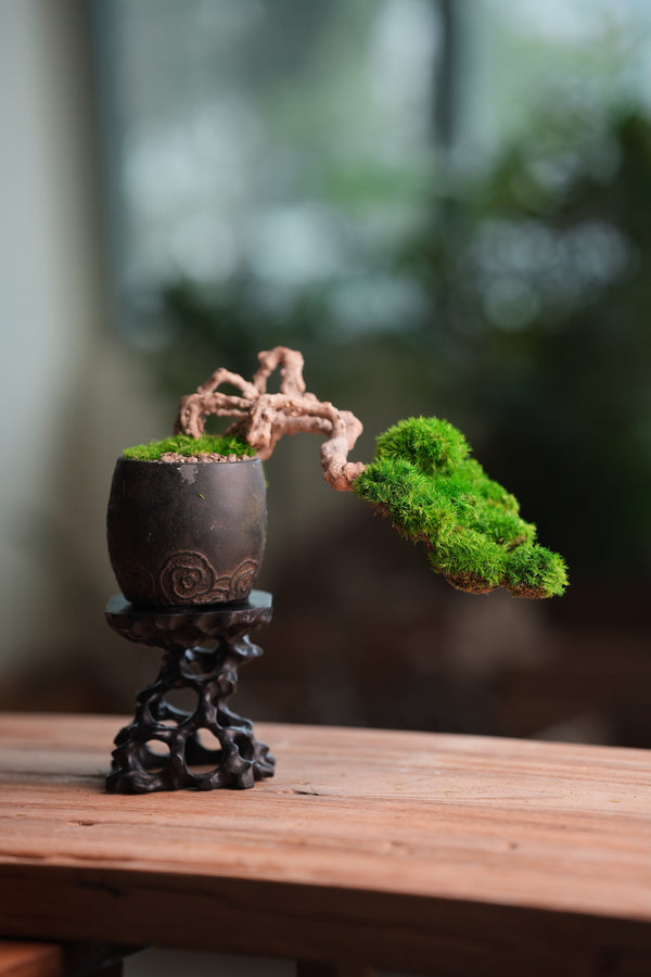 Summer's Whispers (Preserved Plants)
