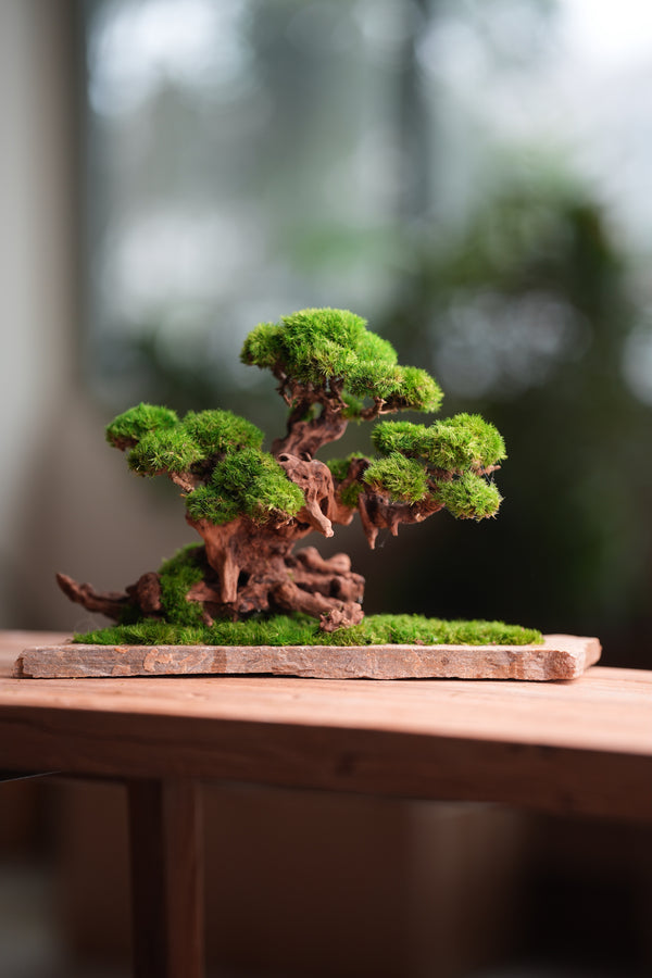 Greenwood (Preserved Plants)