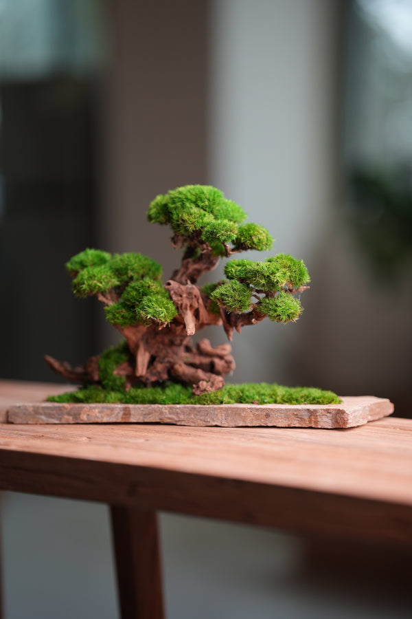 Greenwood (Preserved Plants)