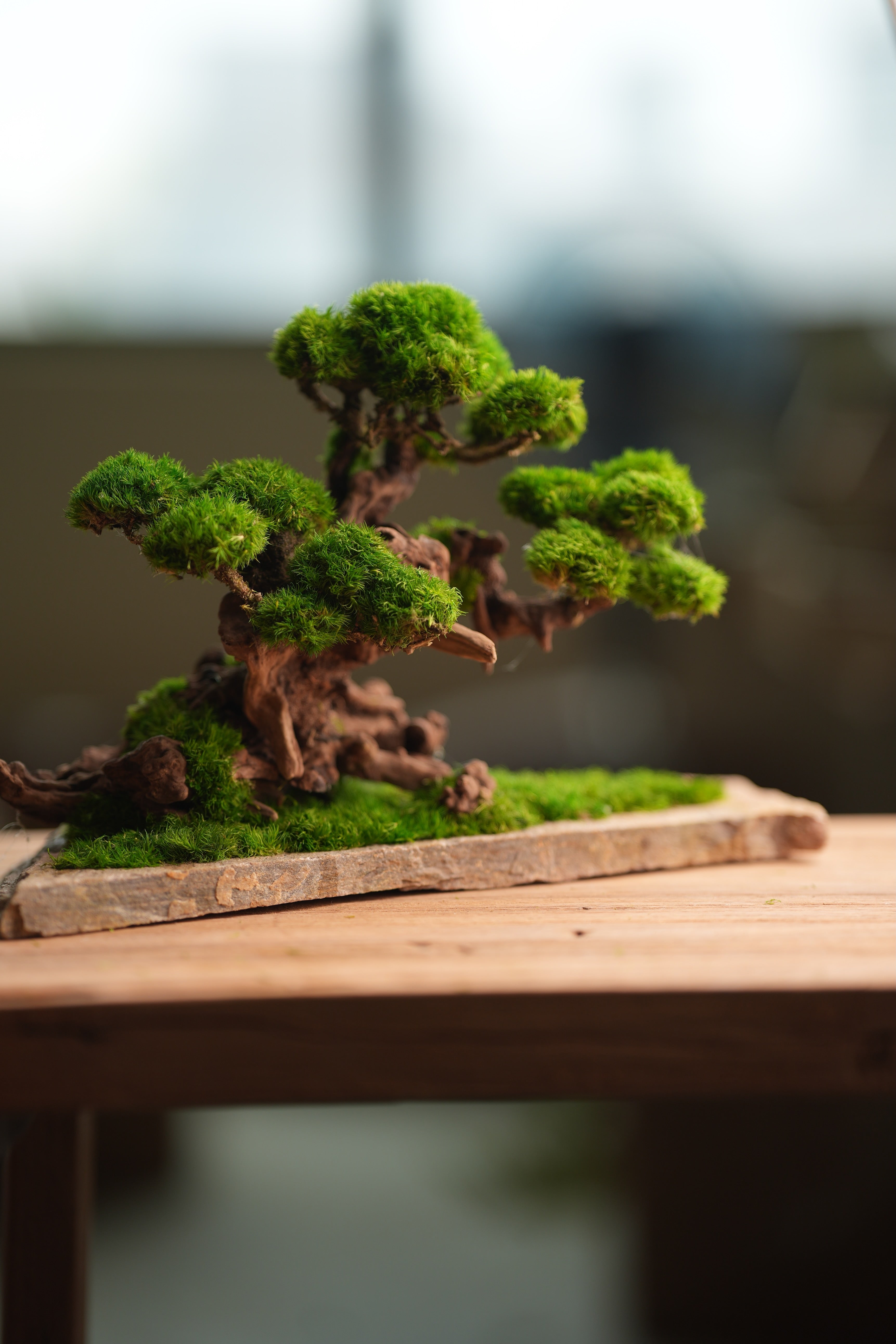 Greenwood (Preserved Plants)