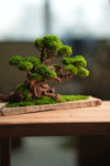 Greenwood (Preserved Plants)