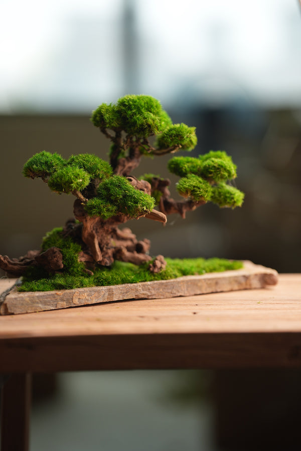 Greenwood (Preserved Plants)