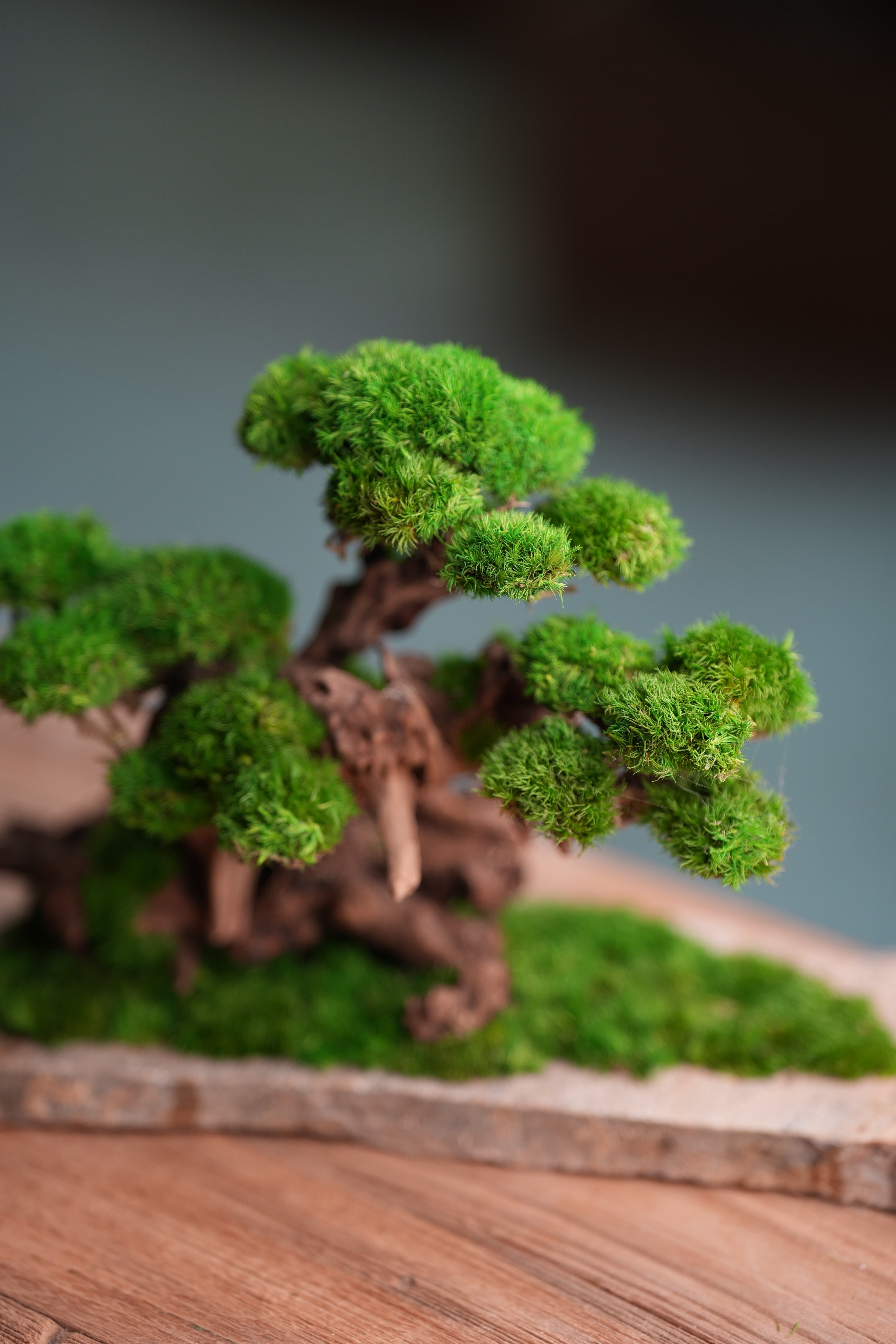 Greenwood (Preserved Plants)
