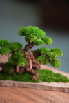 Greenwood (Preserved Plants)