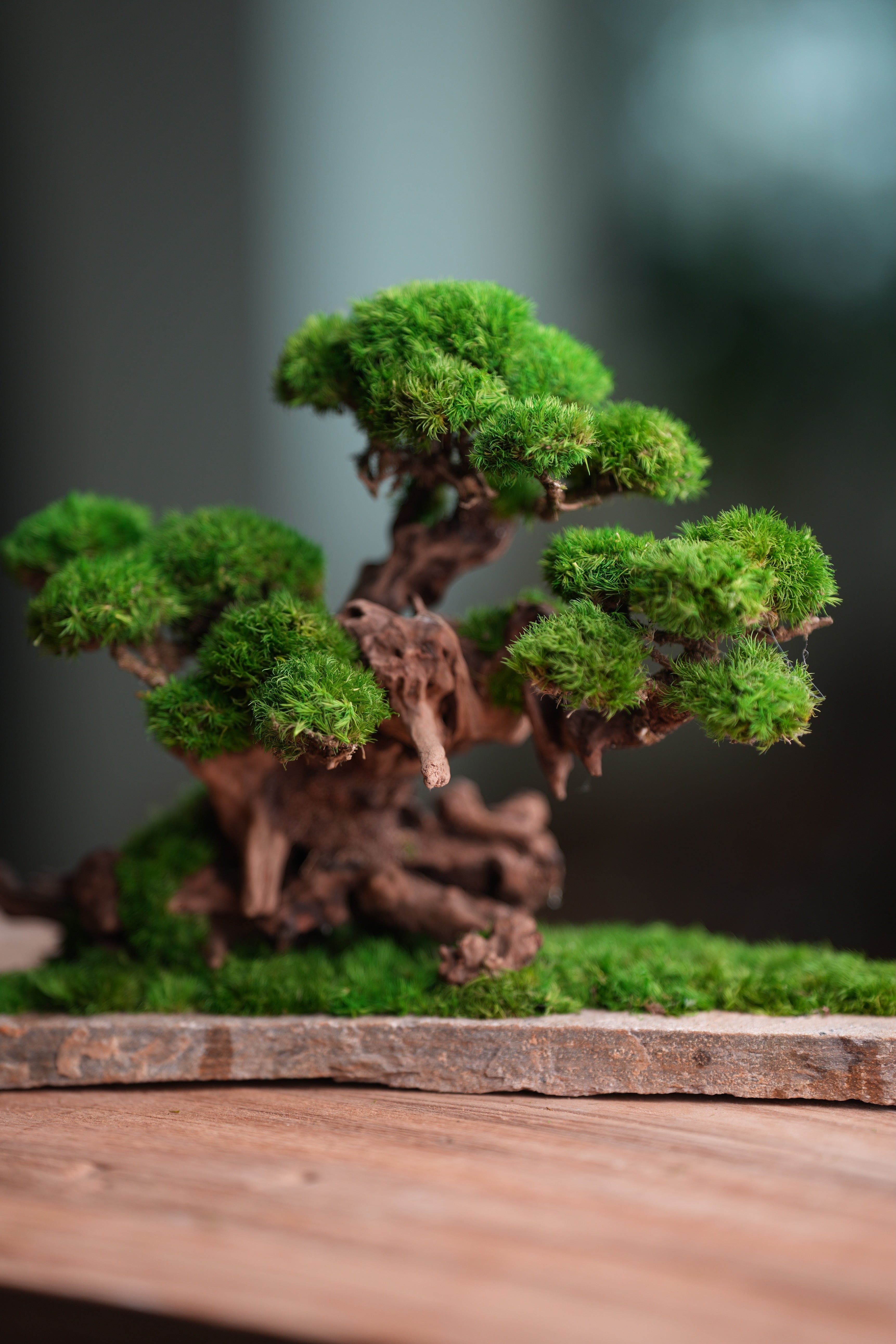 Greenwood (Preserved Plants)