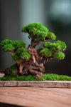 Greenwood (Preserved Plants)