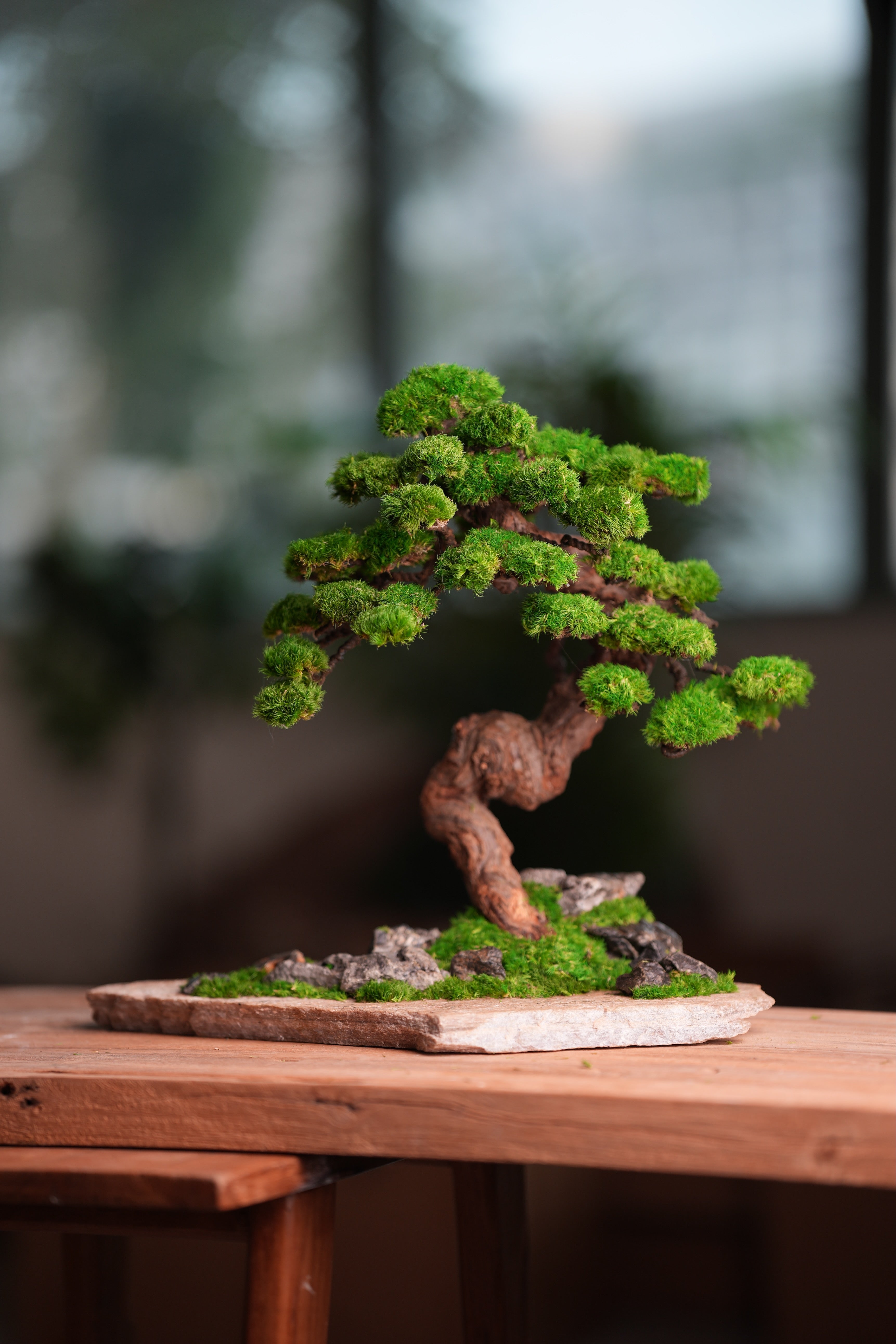 Lone Pine - Stormy Hill (Preserved Plants)
