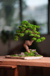 Lone Pine - Stormy Hill (Preserved Plants)