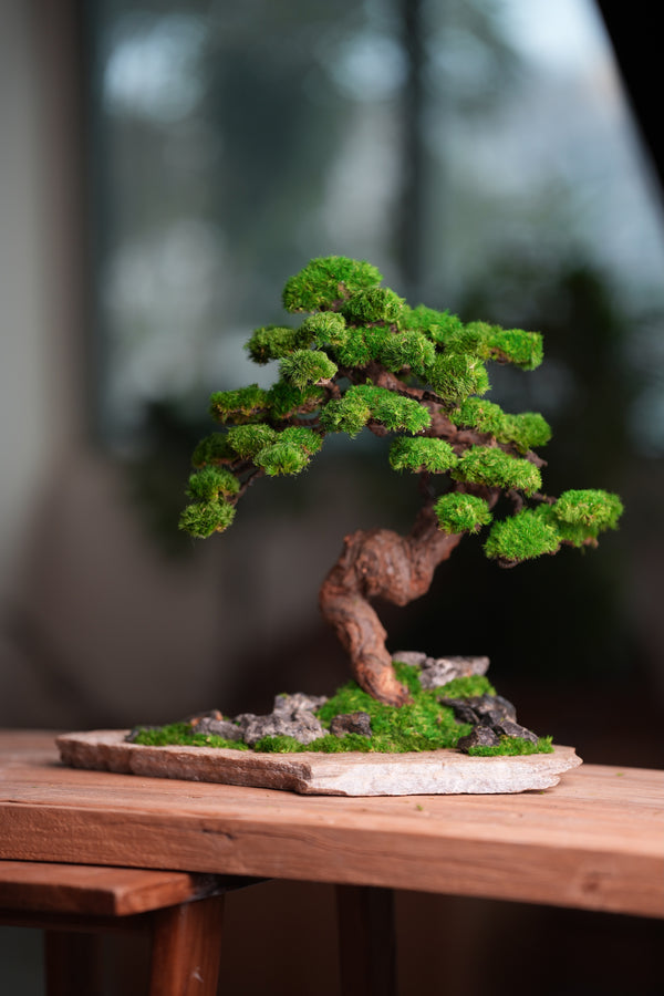 Lone Pine - Stormy Hill (Preserved Plants)