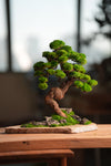 Lone Pine - Stormy Hill (Preserved Plants)
