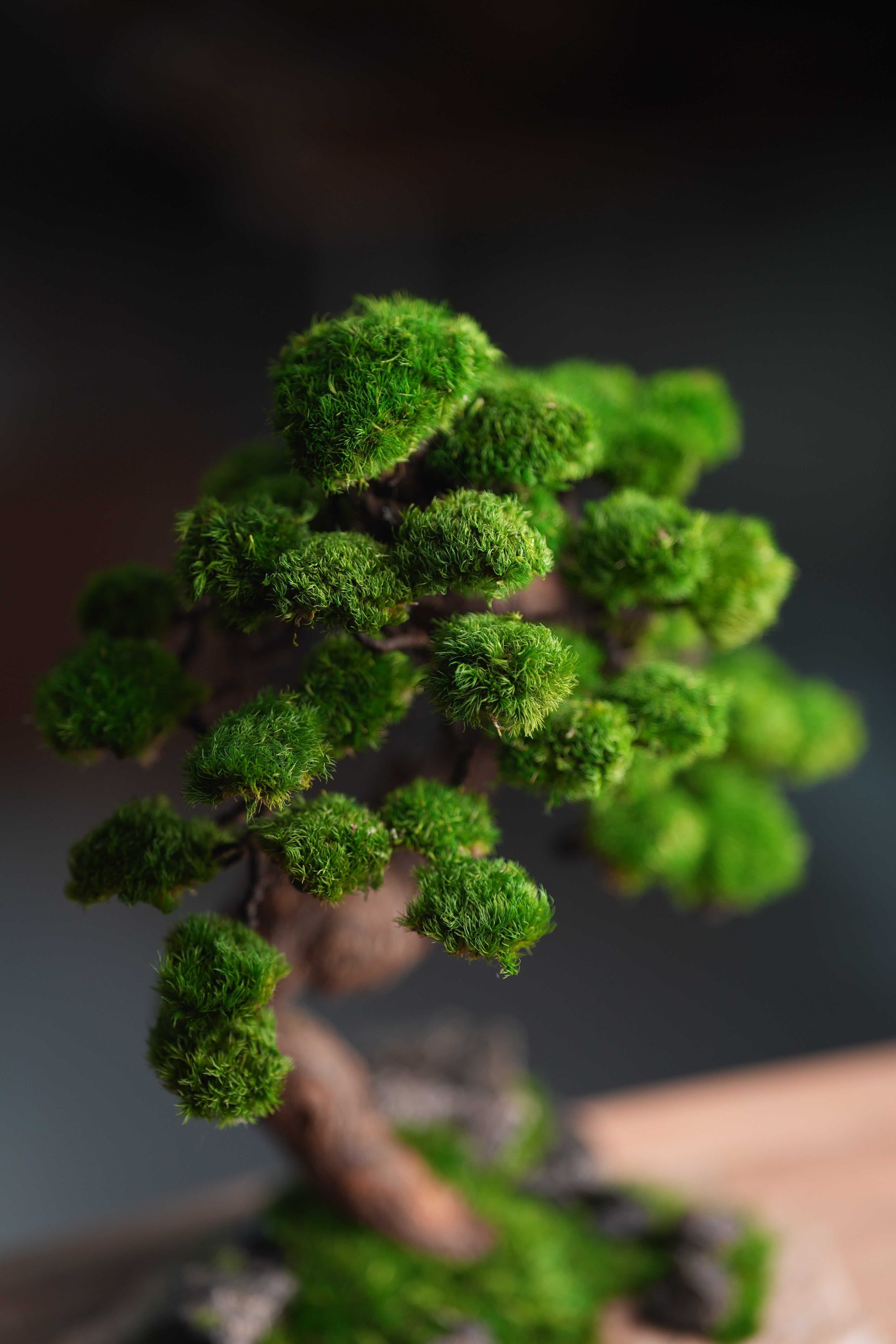 Lone Pine - Stormy Hill (Preserved Plants)