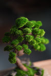 Lone Pine - Stormy Hill (Preserved Plants)