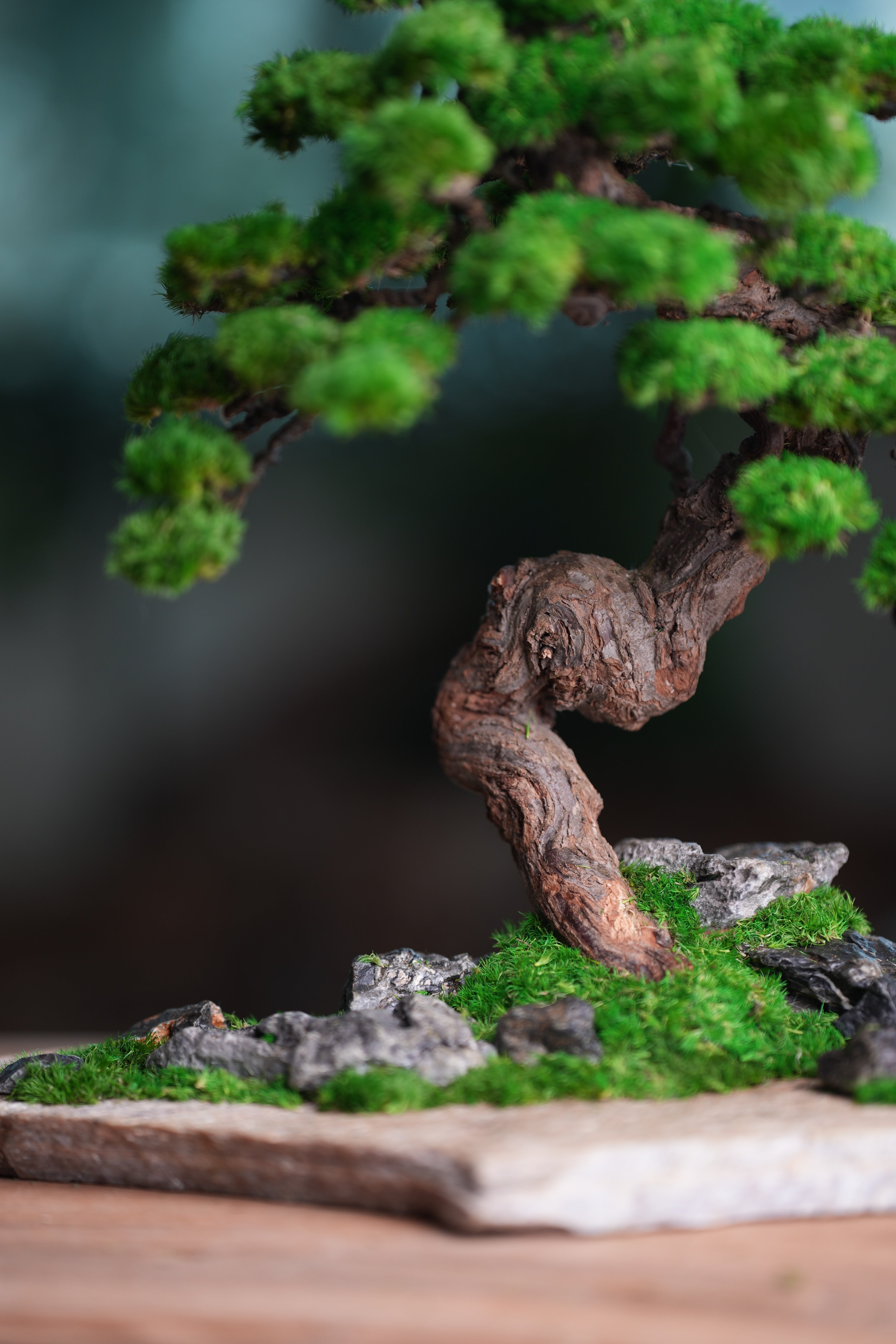 Lone Pine - Stormy Hill (Preserved Plants)