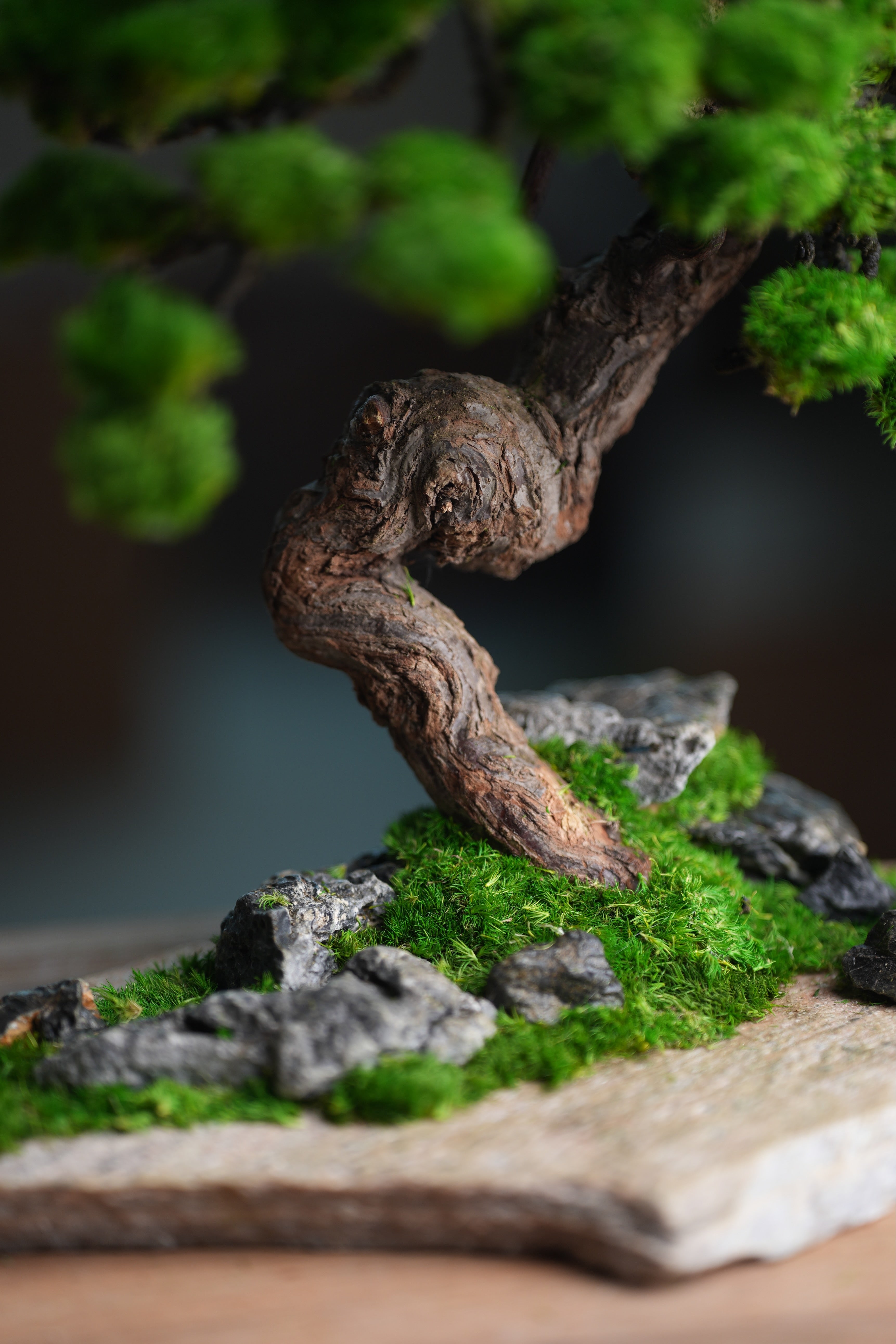 Lone Pine - Stormy Hill (Preserved Plants)