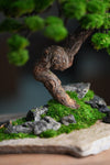 Lone Pine - Stormy Hill (Preserved Plants)