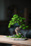 Lone Pine - Stormy Hill (Preserved Plants)