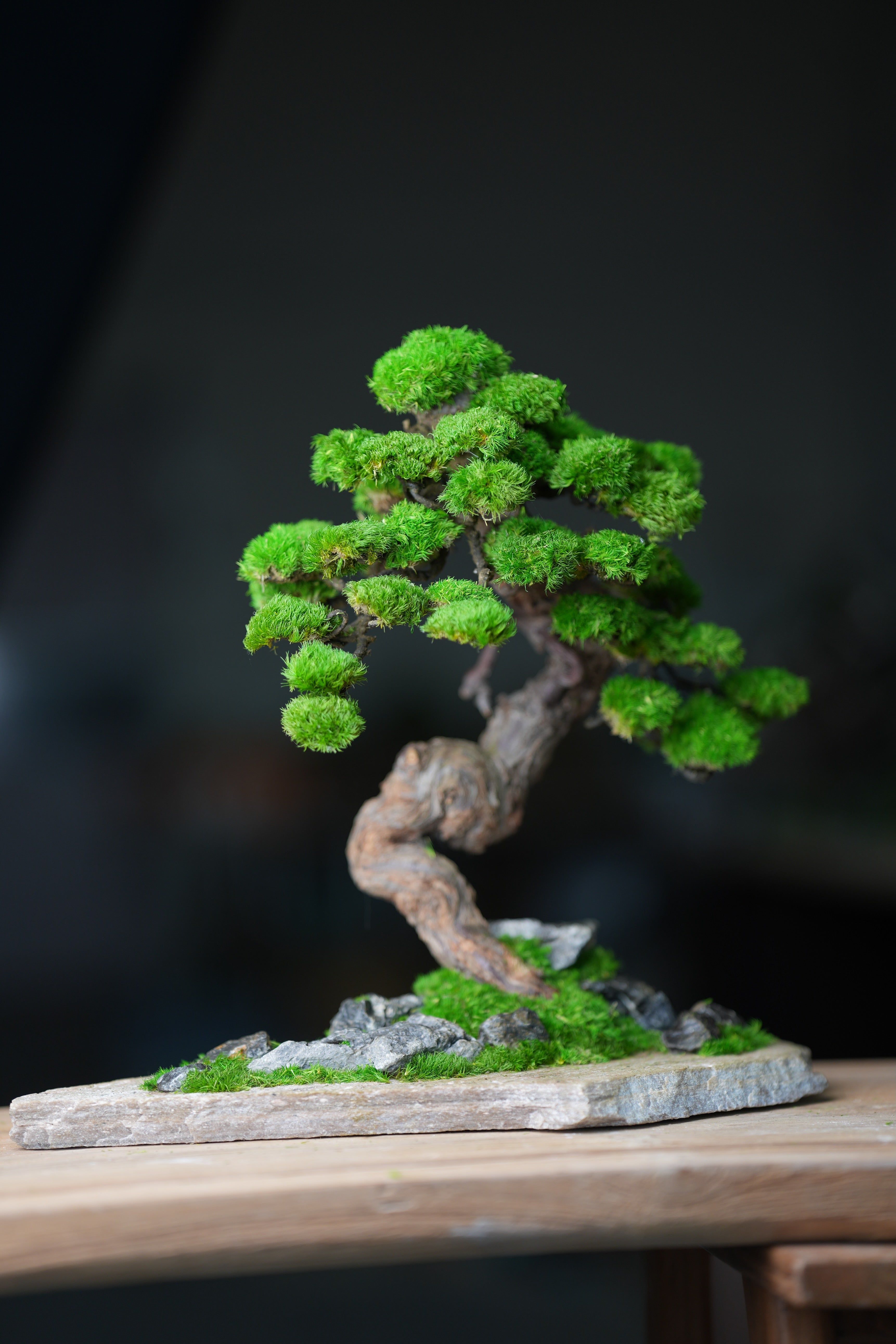 Lone Pine - Stormy Hill (Preserved Plants)