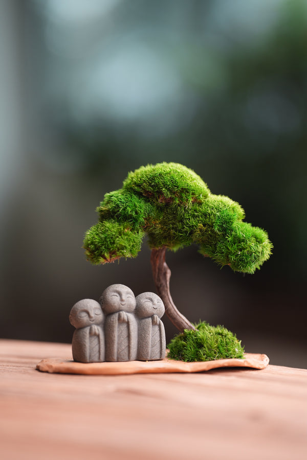 A Small Tree in the East - Classic - Journeyman (Preserved Plants)