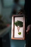 A Small Tree in the East - Wall Hanging edition (Preserved Plants)