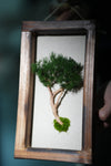 A Small Tree in the East - Wall Hanging edition (Preserved Plants)