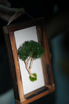 A Small Tree in the East - Wall Hanging edition (Preserved Plants)