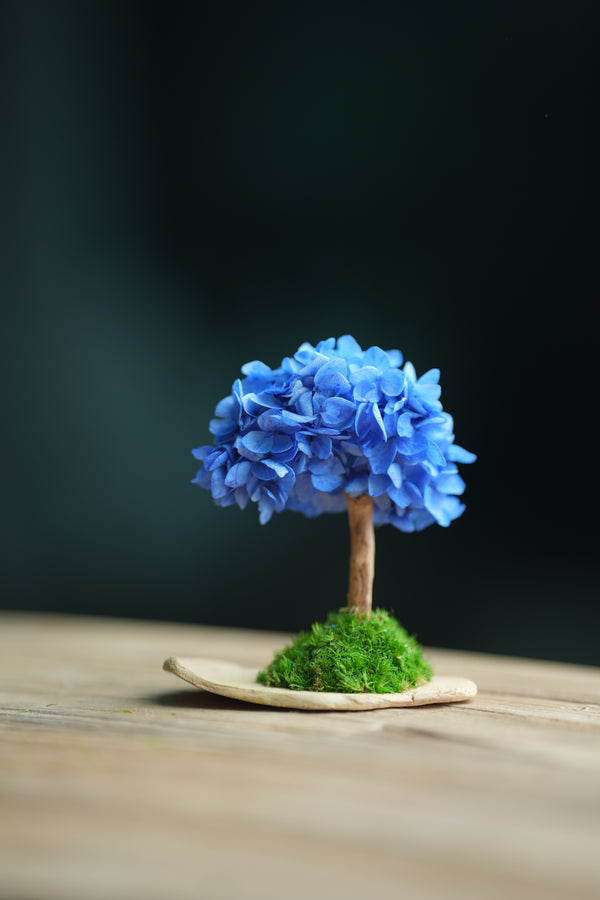 A Small Tree in the East - Blue Dream (Preserved Plants)