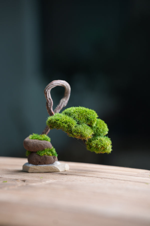 A Small Tree in the East - Classics (Preserved Plants)