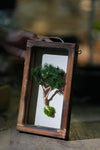 A Small Tree in the East - Wall Hanging edition (Preserved Plants)