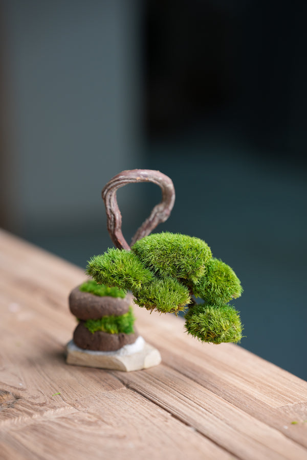 A Small Tree in the East - Classics (Preserved Plants)