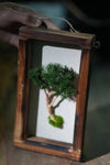 A Small Tree in the East - Wall Hanging edition (Preserved Plants)