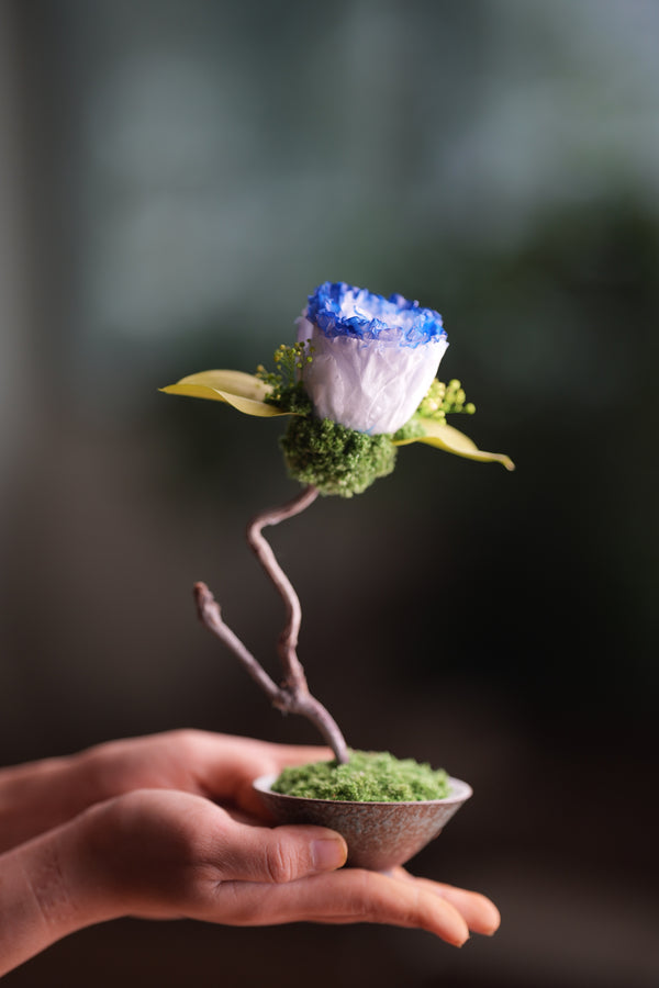 Children of the Forest - Jupiter - Blue Dream (Preserved Plants)
