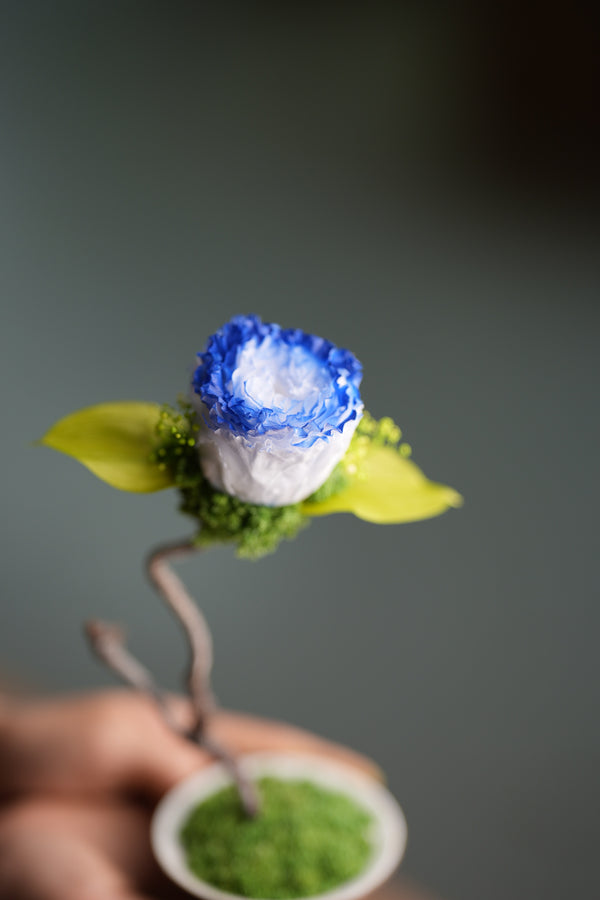 Children of the Forest - Jupiter - Blue Dream (Preserved Plants)