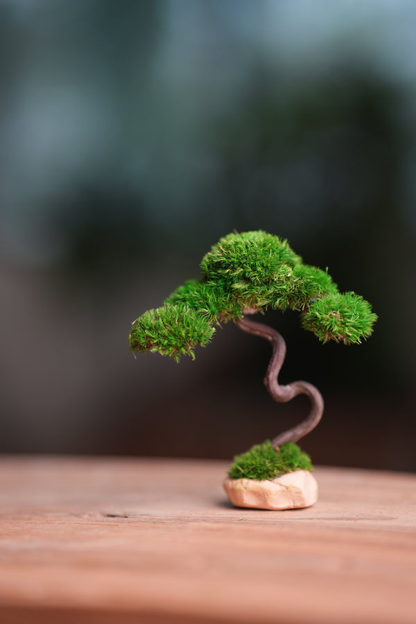 A Small Tree in the East - Classics (Preserved Plants)
