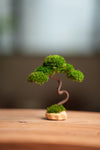 A Small Tree in the East - Classics (Preserved Plants)