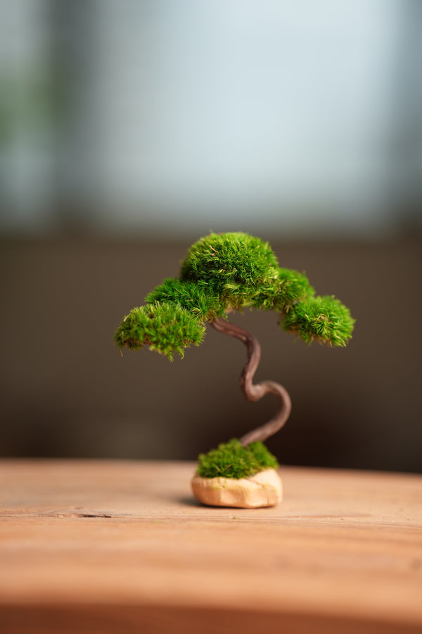 A Small Tree in the East - Classics (Preserved Plants)