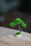 A Small Tree in the East - Classics (Preserved Plants)