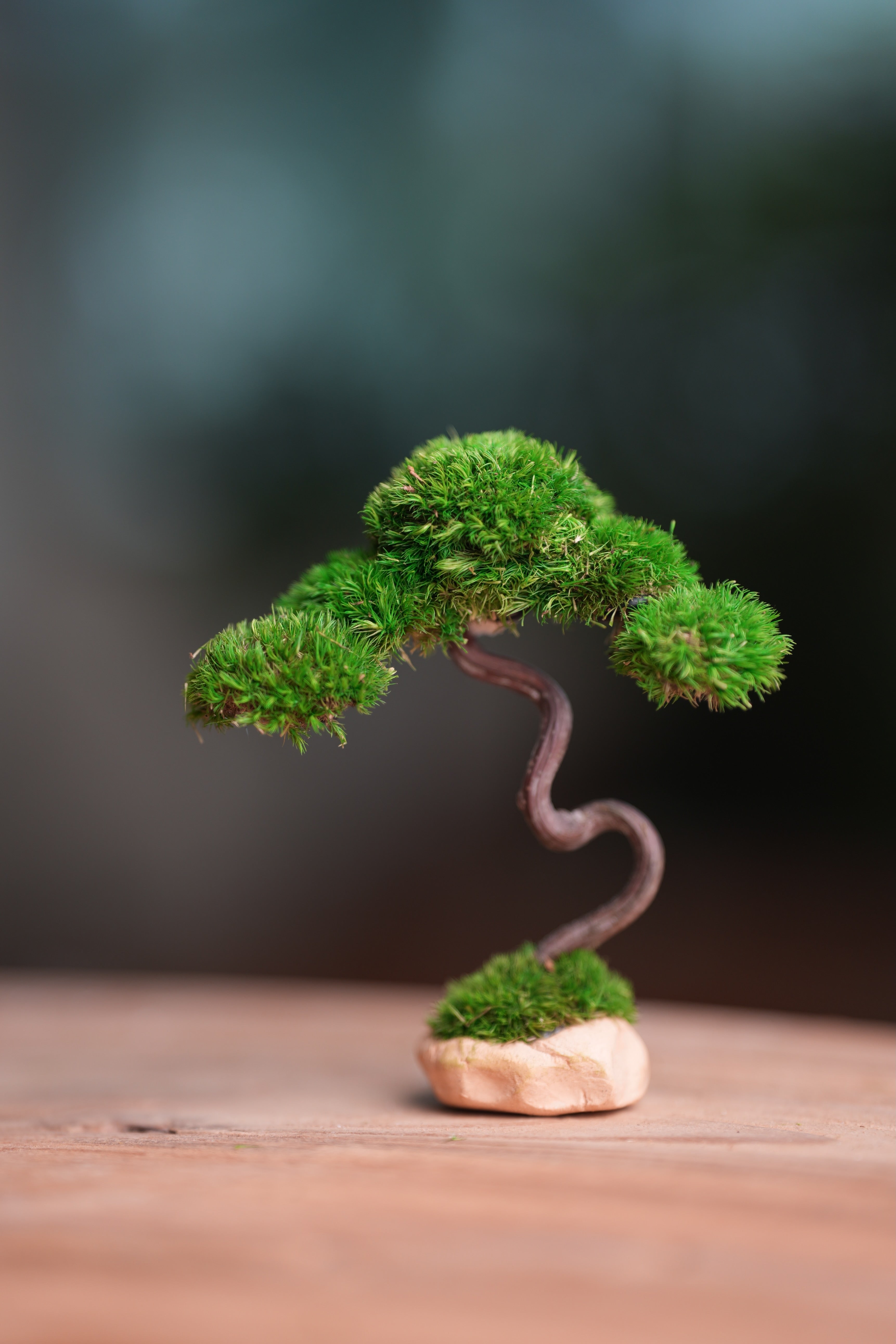 A Small Tree in the East - Classics (Preserved Plants)