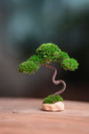 A Small Tree in the East - Classics (Preserved Plants)