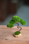 A Small Tree in the East - Classics (Preserved Plants)