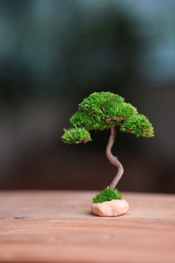 A Small Tree in the East - Classics (Preserved Plants)