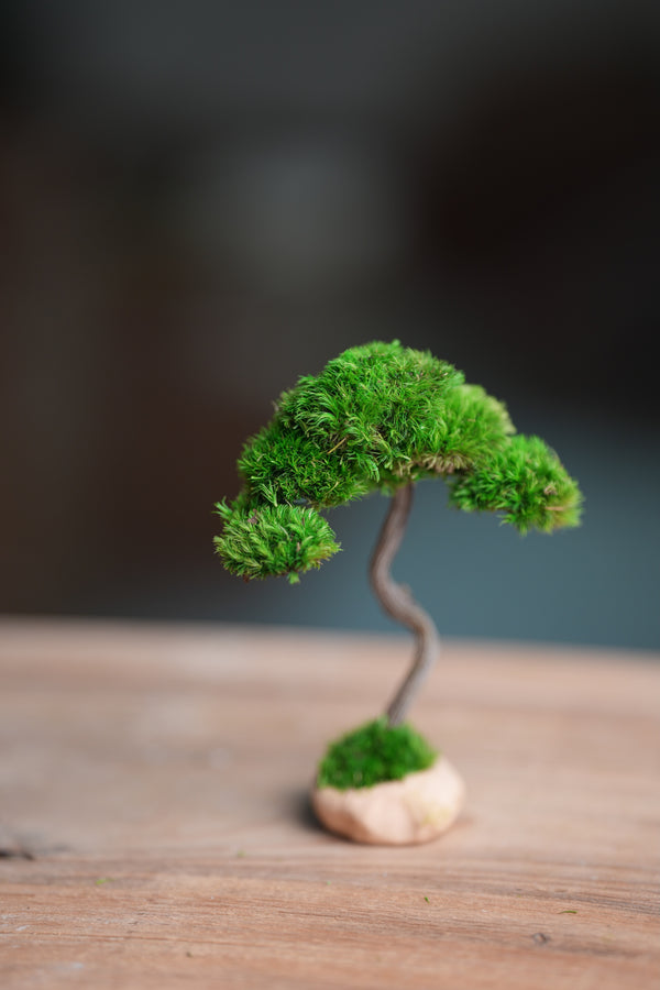 A Small Tree in the East - Classics (Preserved Plants)