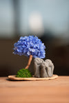 A Small Tree in the East - Blue Dream - Trio of No Evil (Preserved Plants)