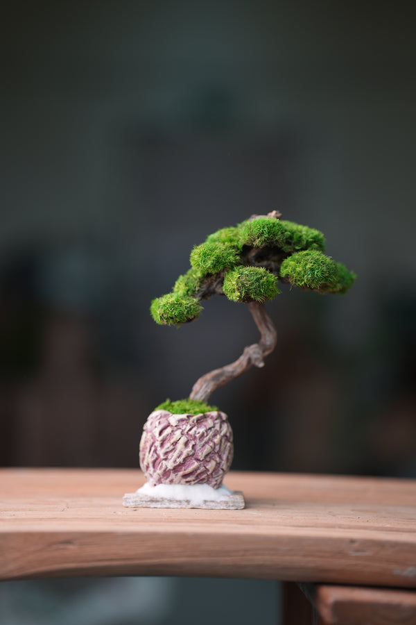 Rosewood - Teaman's Retreat (Preserved Plants)